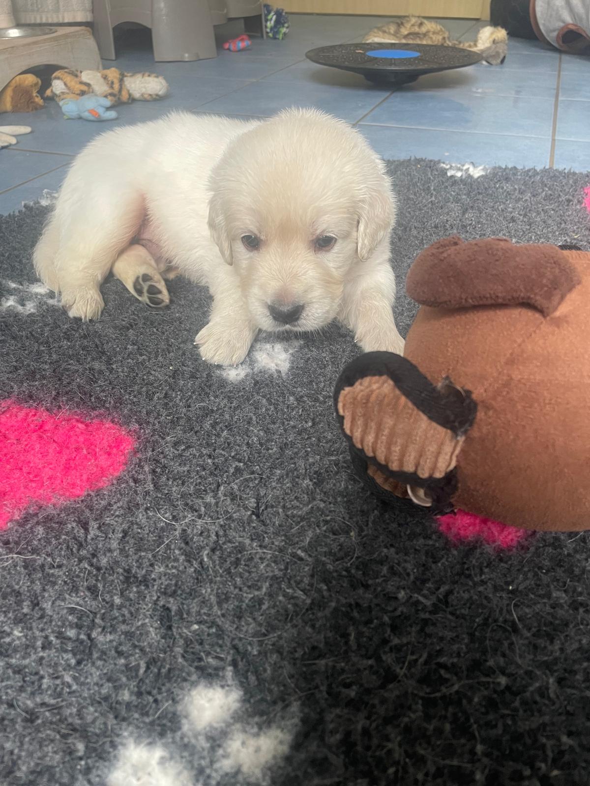 Aktuelle Hundewelpen Golden Retrieverz Chter