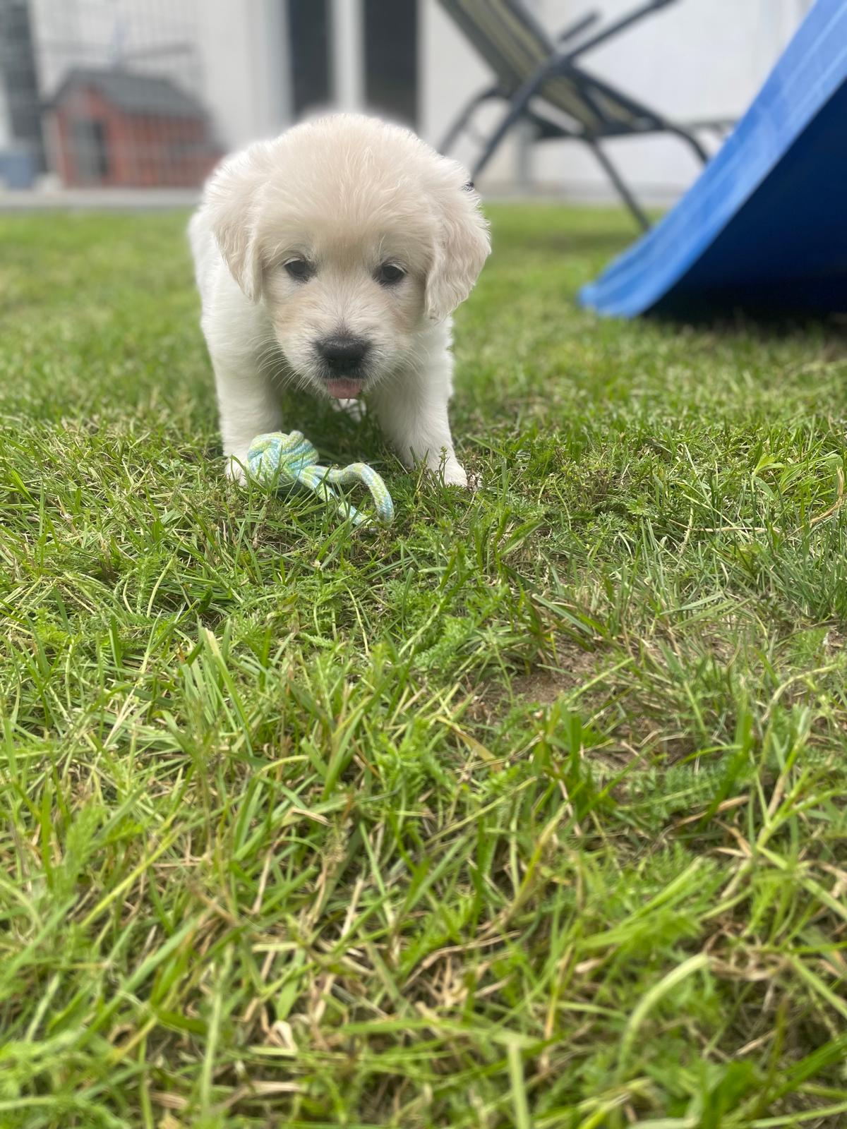 Aktuelle Hundewelpen Golden Retrieverzüchter