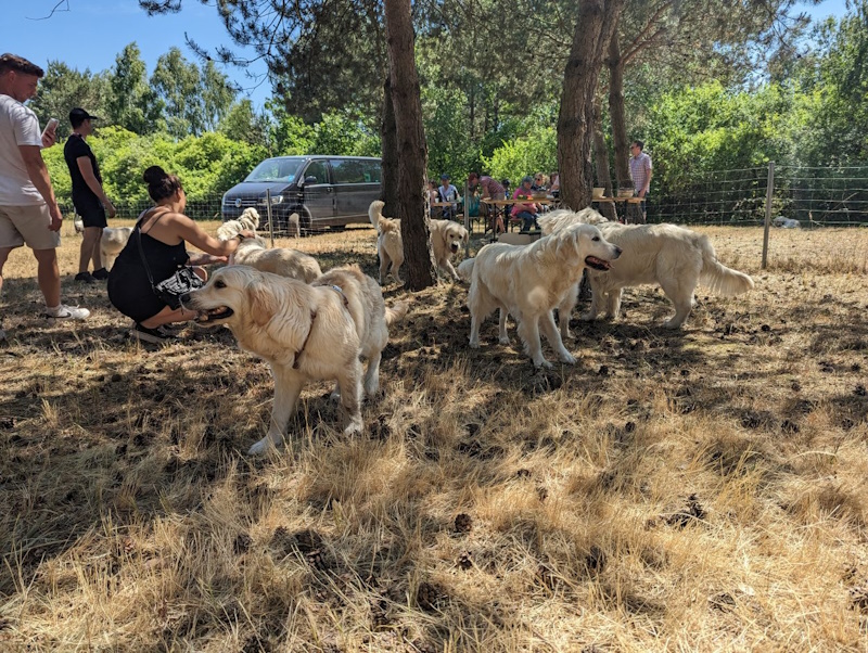 Golden Retriever Welpen vom Brügmannshof beim Goldentrott-Treffen