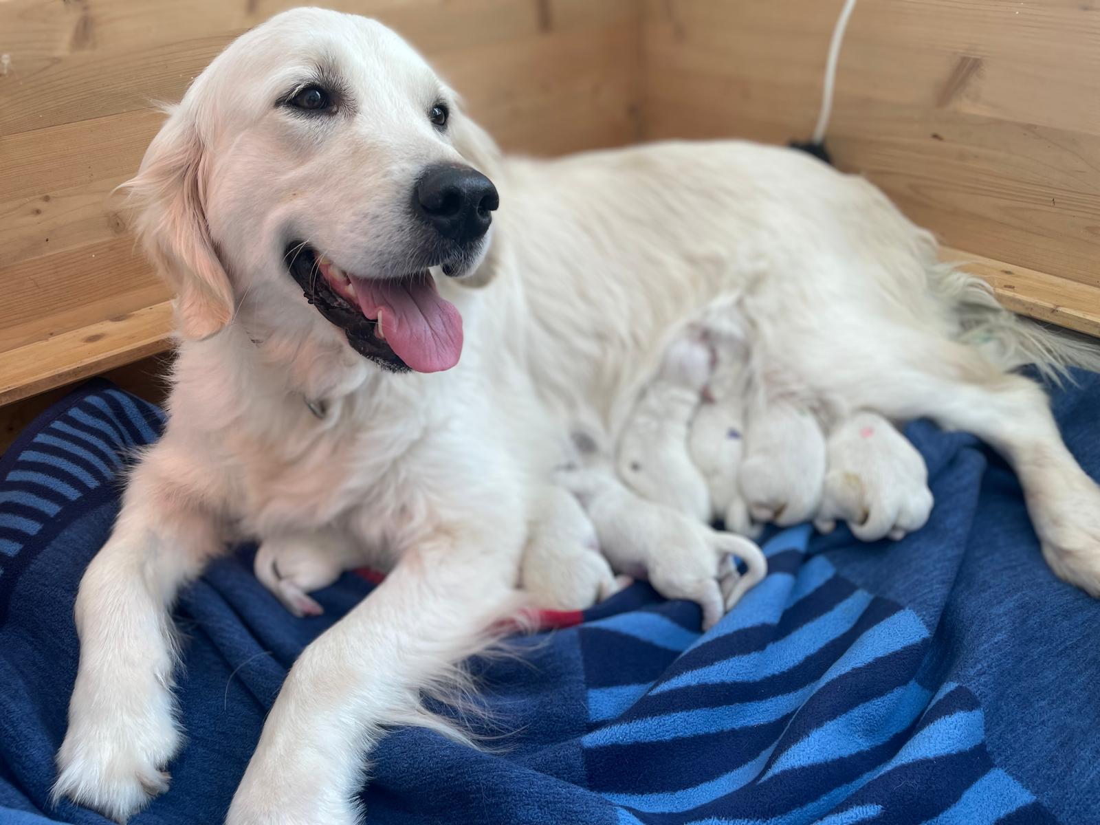 U-Wurf Golden Retriever von Noel vom Brügmannshof