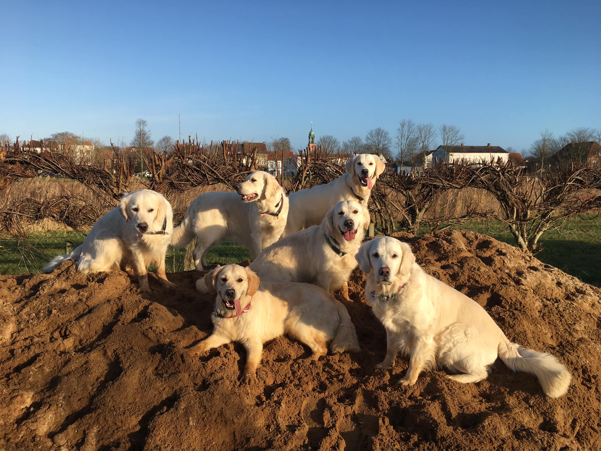 Golden Retriever Züchter