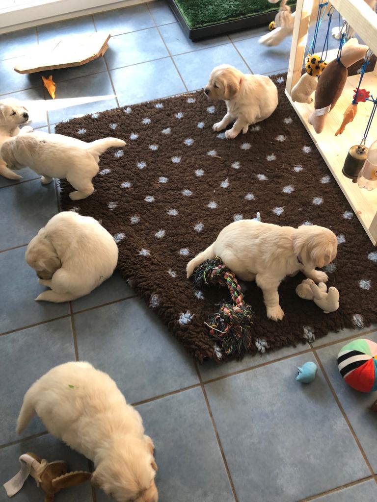 Golden Retriever Welpen aus unserer Wurfplanung vom Brügmannshof