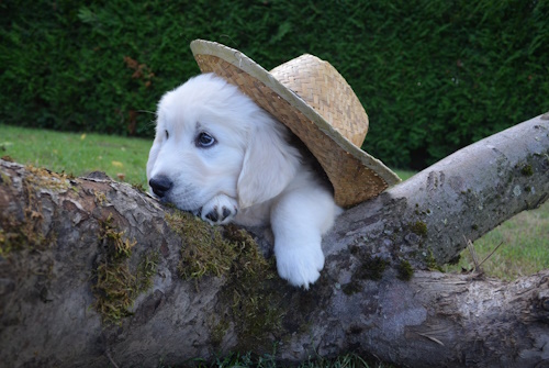 Golden Retriever Welpen vom Brügmannshof